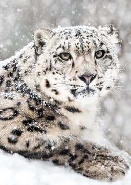 Snow Leopard