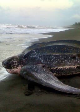 Leatherback Sea Turtle