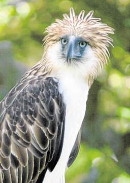 Philippine Eagle