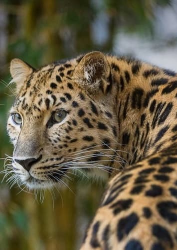 Amur Leopard