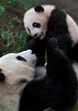 Giant Panda