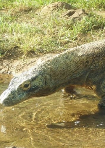 Komodo Dragon