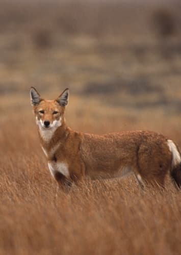 Ethiopian Wolf