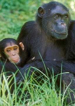 Chimpanzee