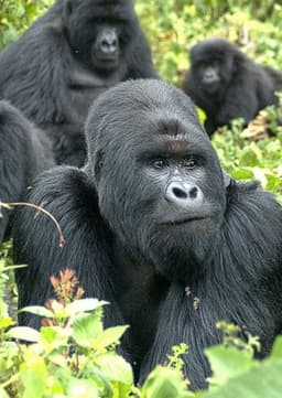 Mountain Gorilla