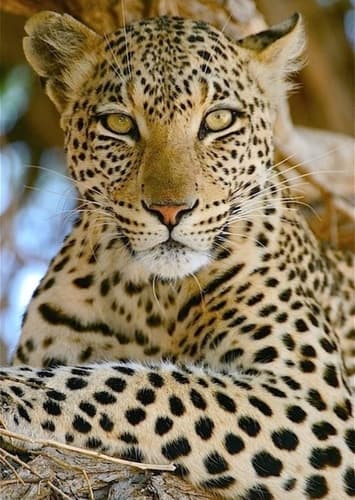Leopard