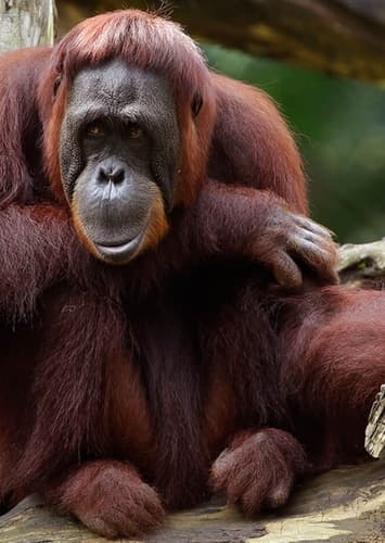 Orangutan