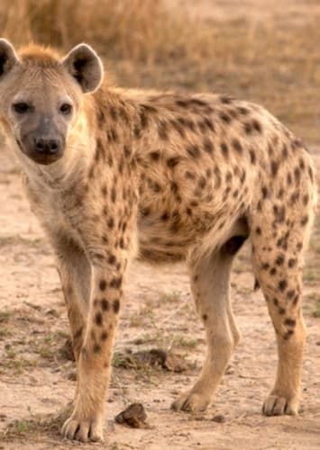 Hyena