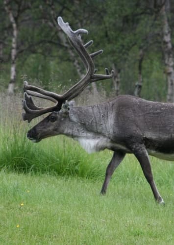 Reindeer