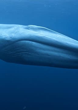 Blue Whale