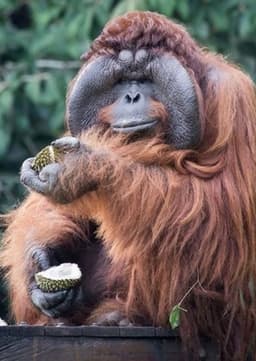 Orangutan