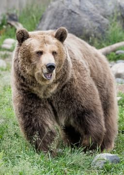 Grizzly Bear