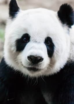 Giant Panda