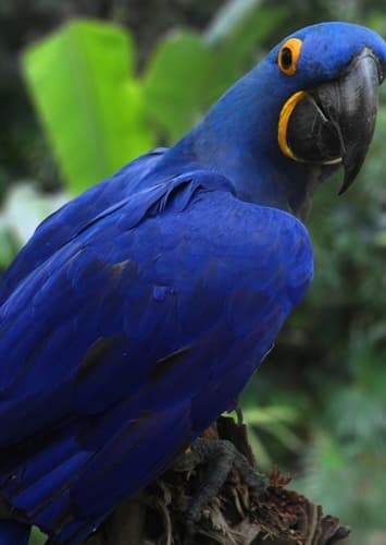 Macaw