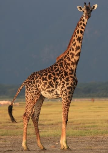 Giraffe