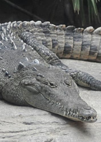 Crocodile