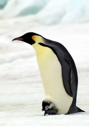 Emperor Penguin