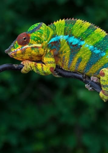 Chameleon