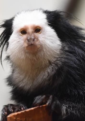 Marmoset