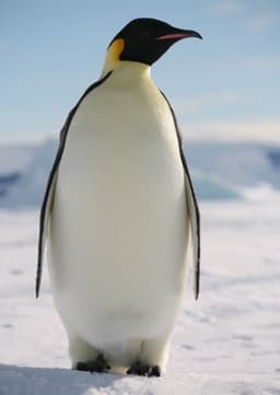 Emperor Penguin