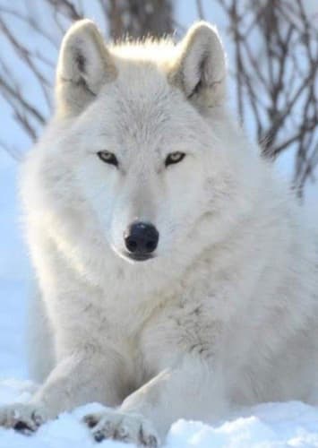 Arctic Wolf