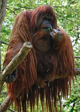 Orangutan