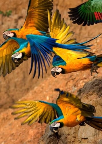 Macaw