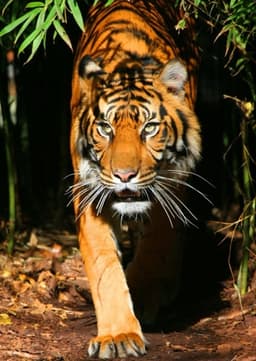 Sumatran Tiger