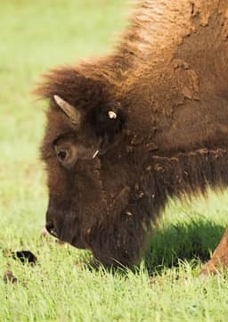 American Bison