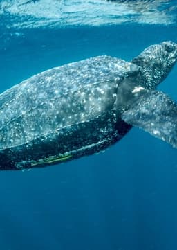 Leatherback Sea Turtle
