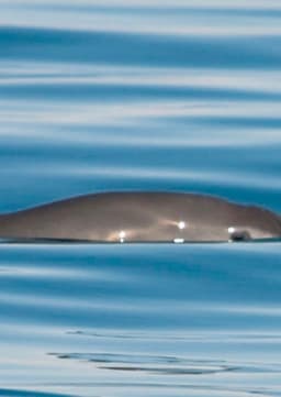 Vaquita