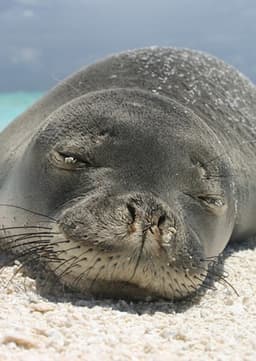 Hawaiian Monk Seal