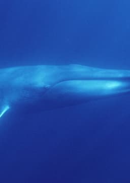 Blue Whale