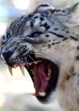 Snow Leopard
