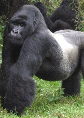 Mountain Gorilla
