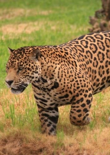 Jaguar