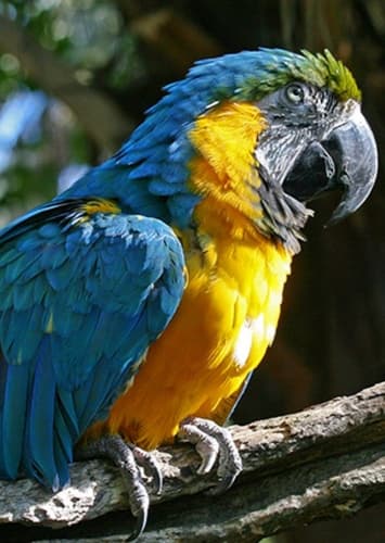 Macaw