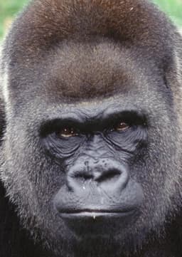 Gorilla