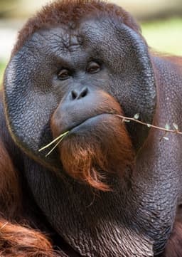 Orangutan