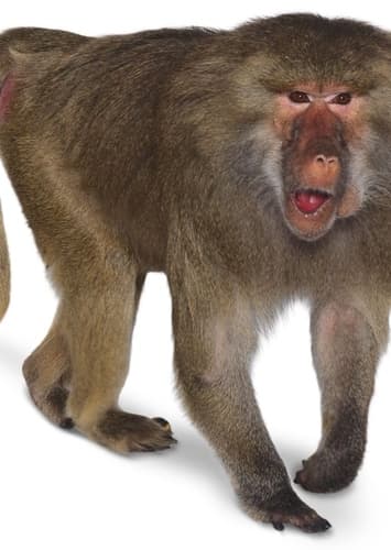 Baboon
