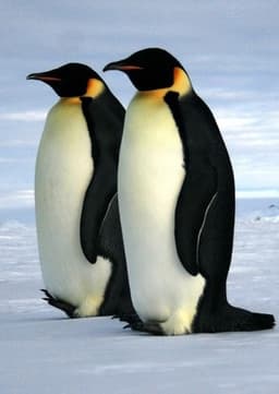 Emperor Penguin