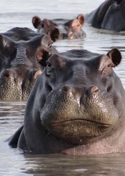 Hippopotamus