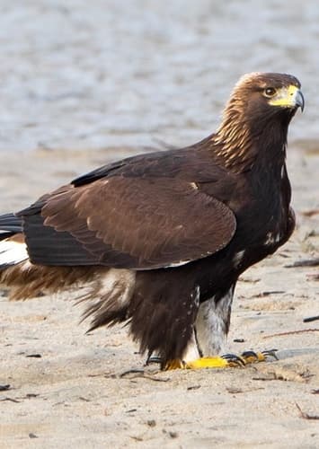 Golden Eagle