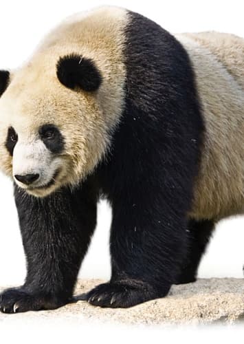 Giant Panda