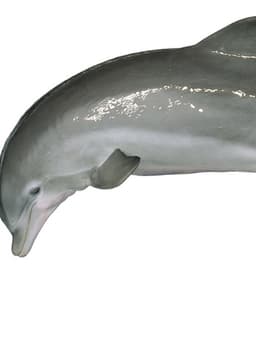 Dolphin