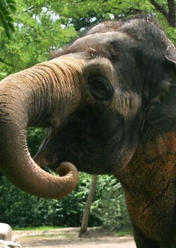 Asian Elephant