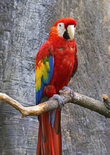 Macaw