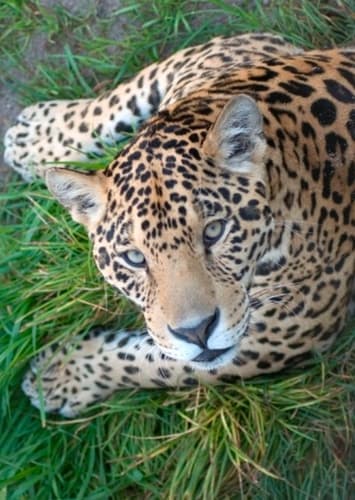 Jaguar