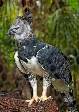 Harpy Eagle