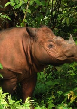 Sumatran Rhino